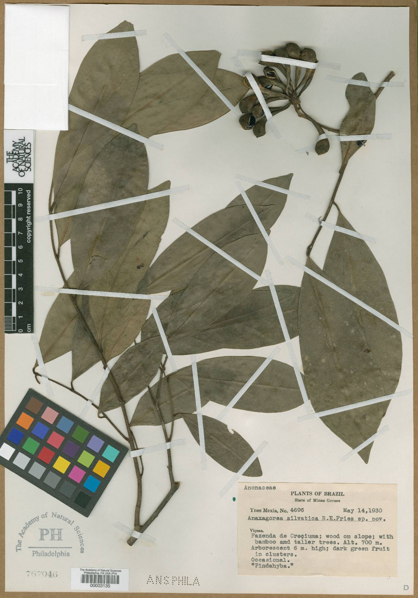 Anaxagorea silvatica image