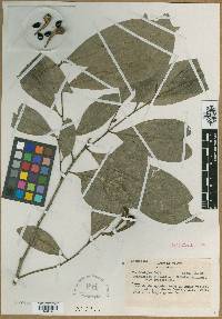 Anaxagorea silvatica image