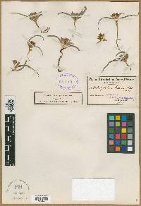 Media resource of Colchicum bellum
