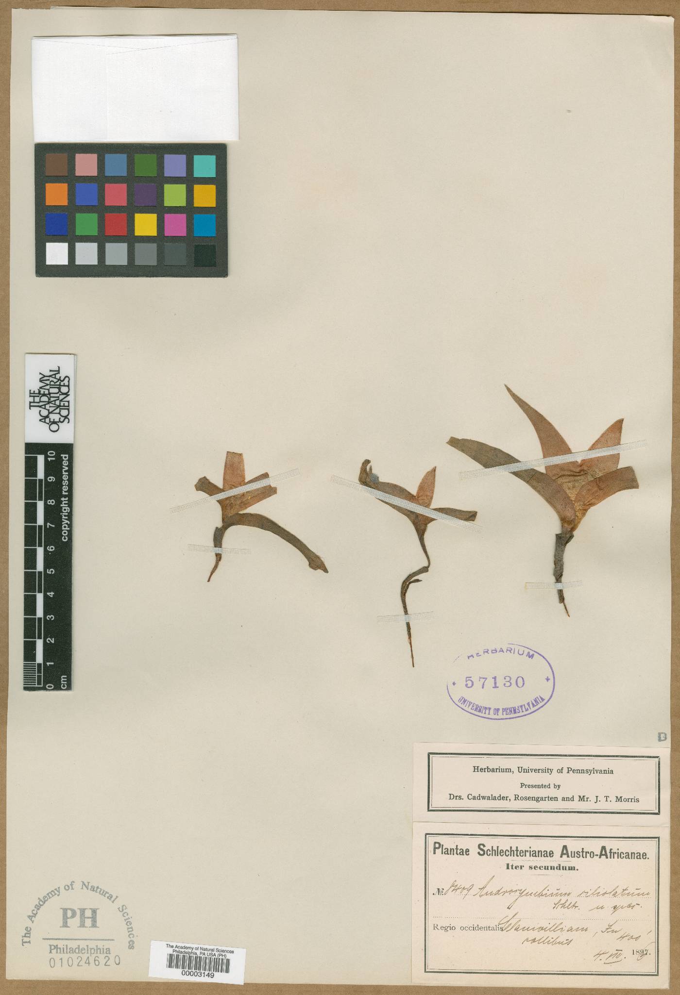 Colchicum capense subsp. ciliolatum image