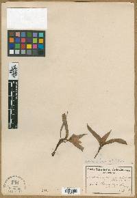 Colchicum capense subsp. ciliolatum image
