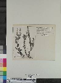 Image of Angelonia pratensis