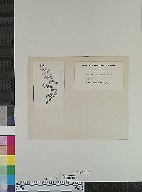 Image of Angelonia pubescens