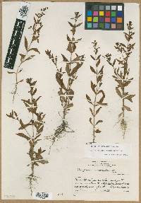 Angelonia parviflora image