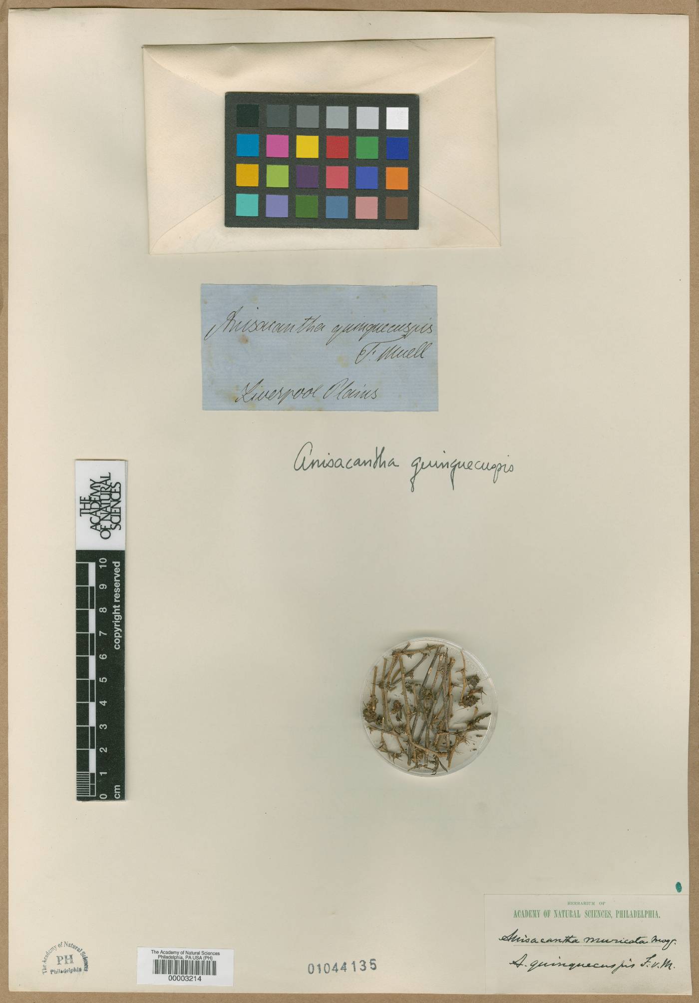 Sclerolaena muricata image