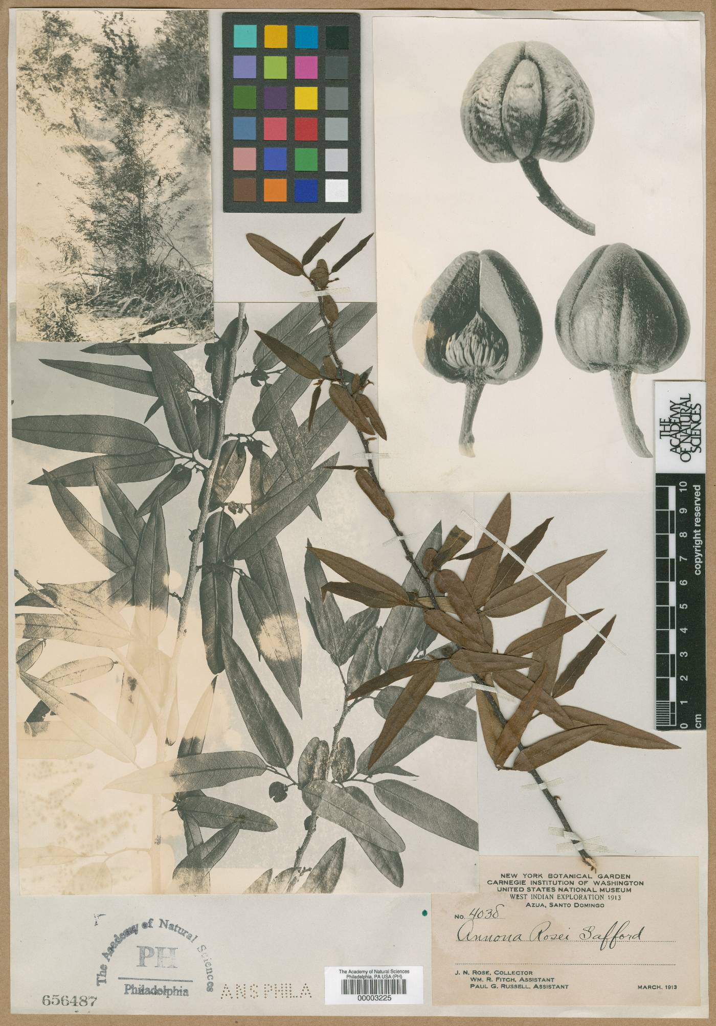 Annona rosei image