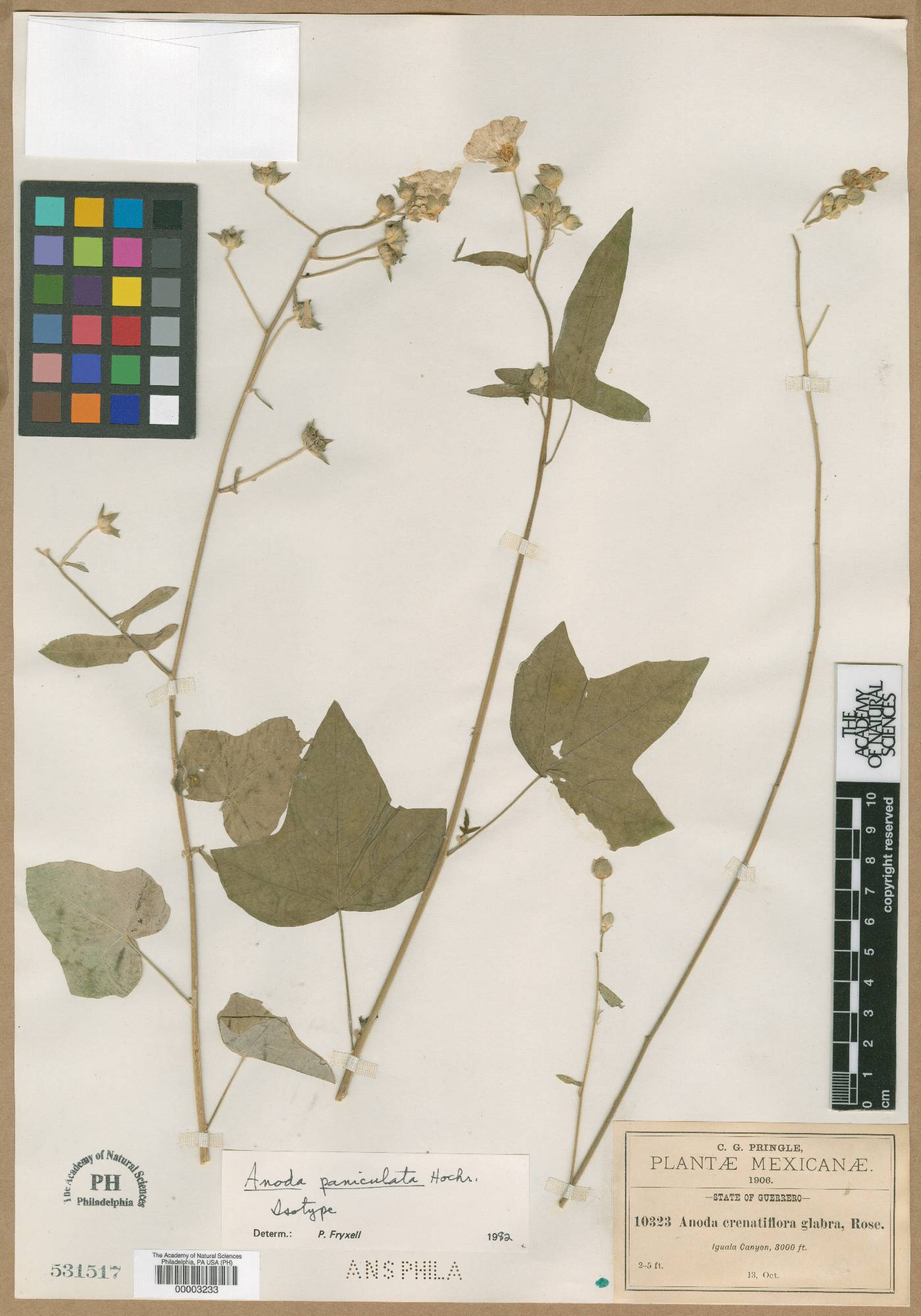 Anoda paniculata image