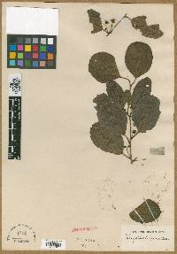 Anogeissus latifolia image