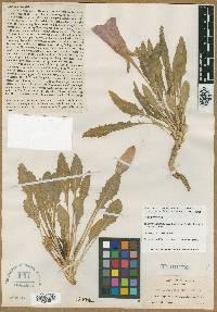 Anogra longiflora image