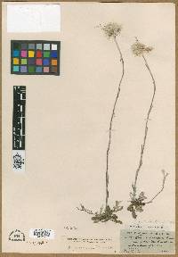 Antennaria petaloidea image