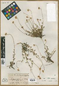 Anthemis cretica image