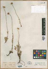 Anthemis cretica image