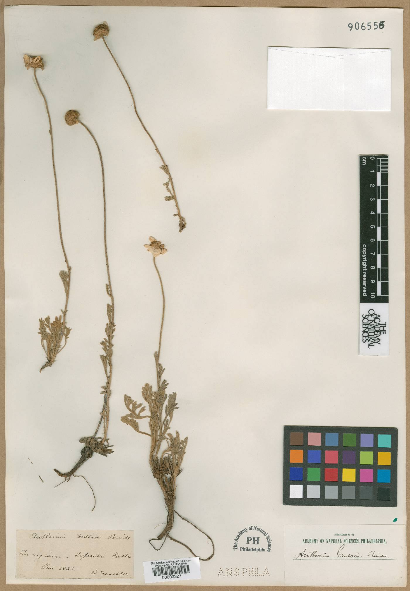 Anthemis cretica subsp. cassia image