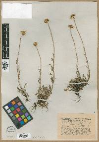 Anthemis cretica image