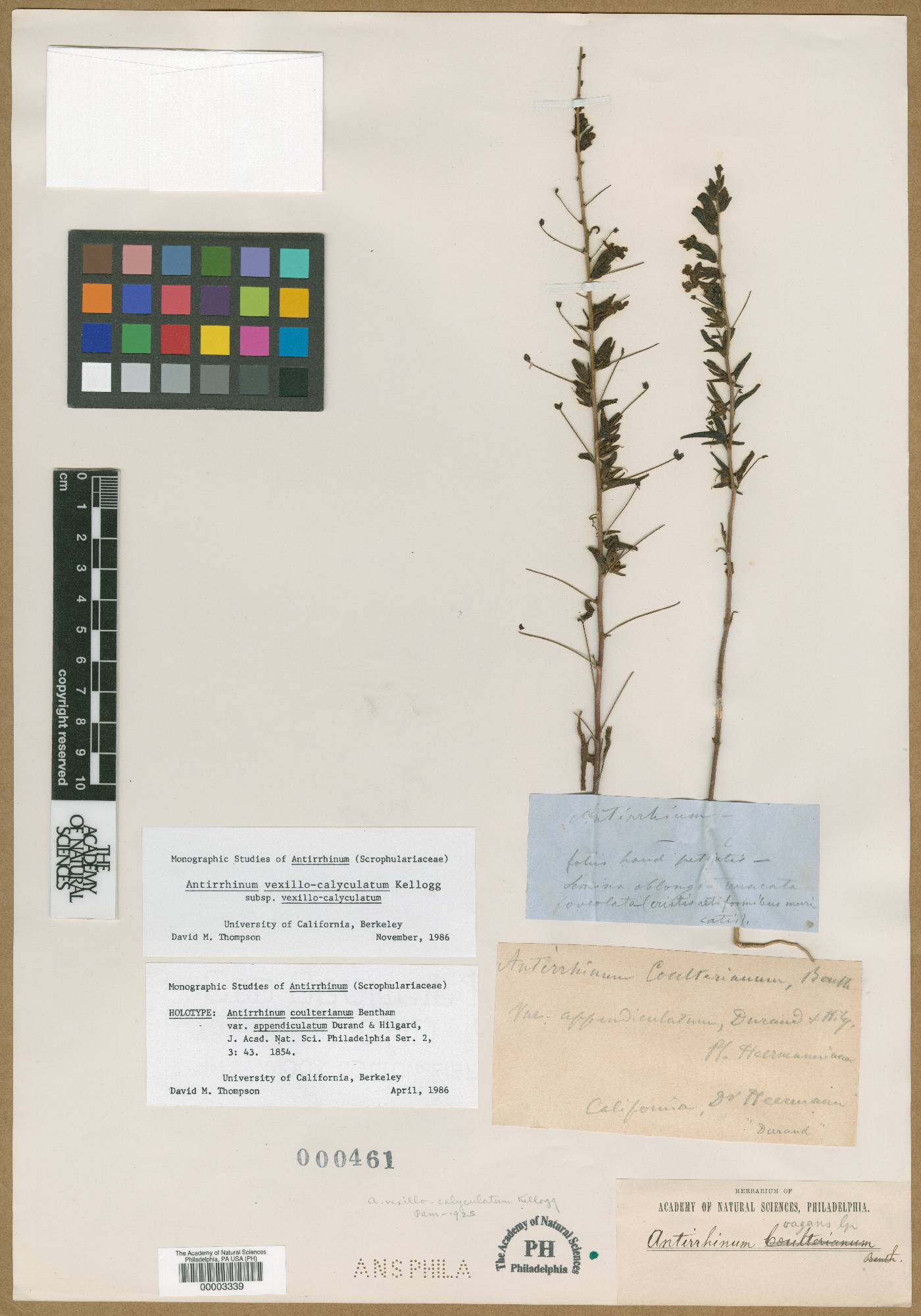 Sairocarpus vexillocalyculatus image
