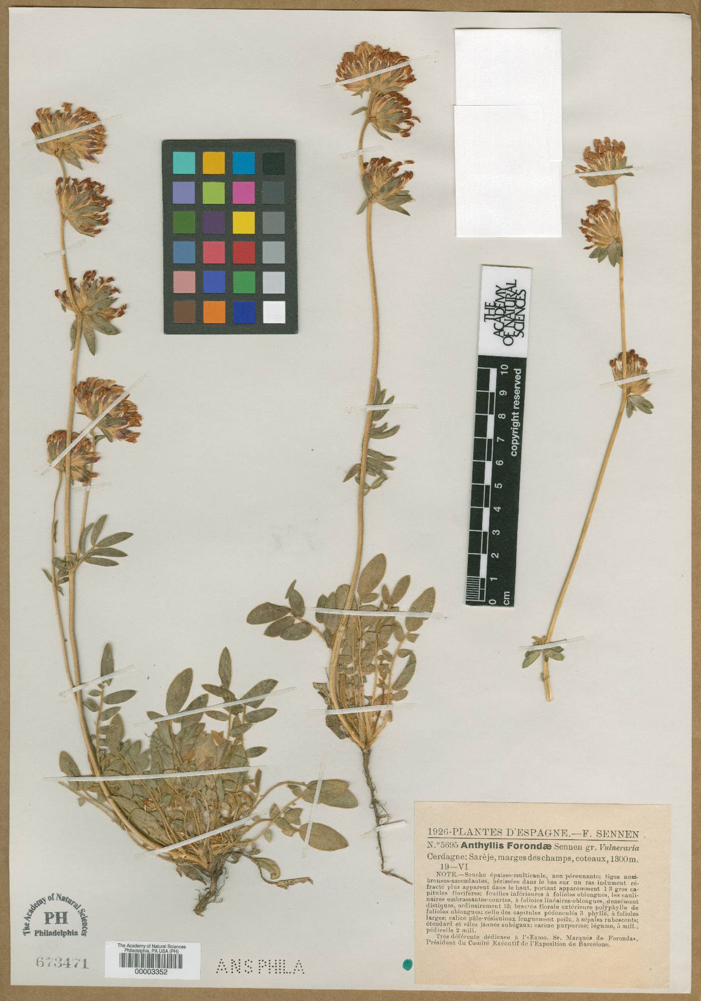 Anthyllis vulneraria subsp. forondae image