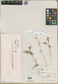 Media resource of Rorippa coloradensis