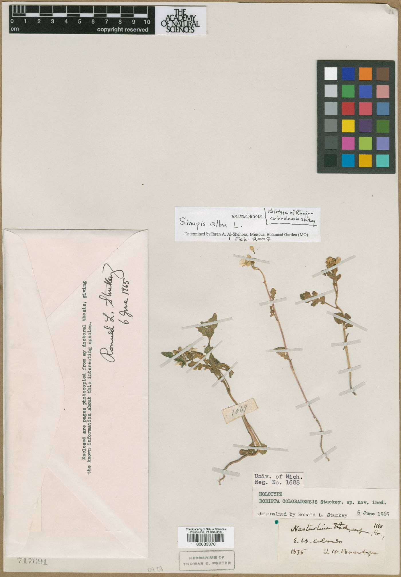 Rorippa coloradensis image