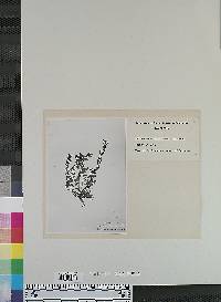 Image of Antirrhinum emarginatum