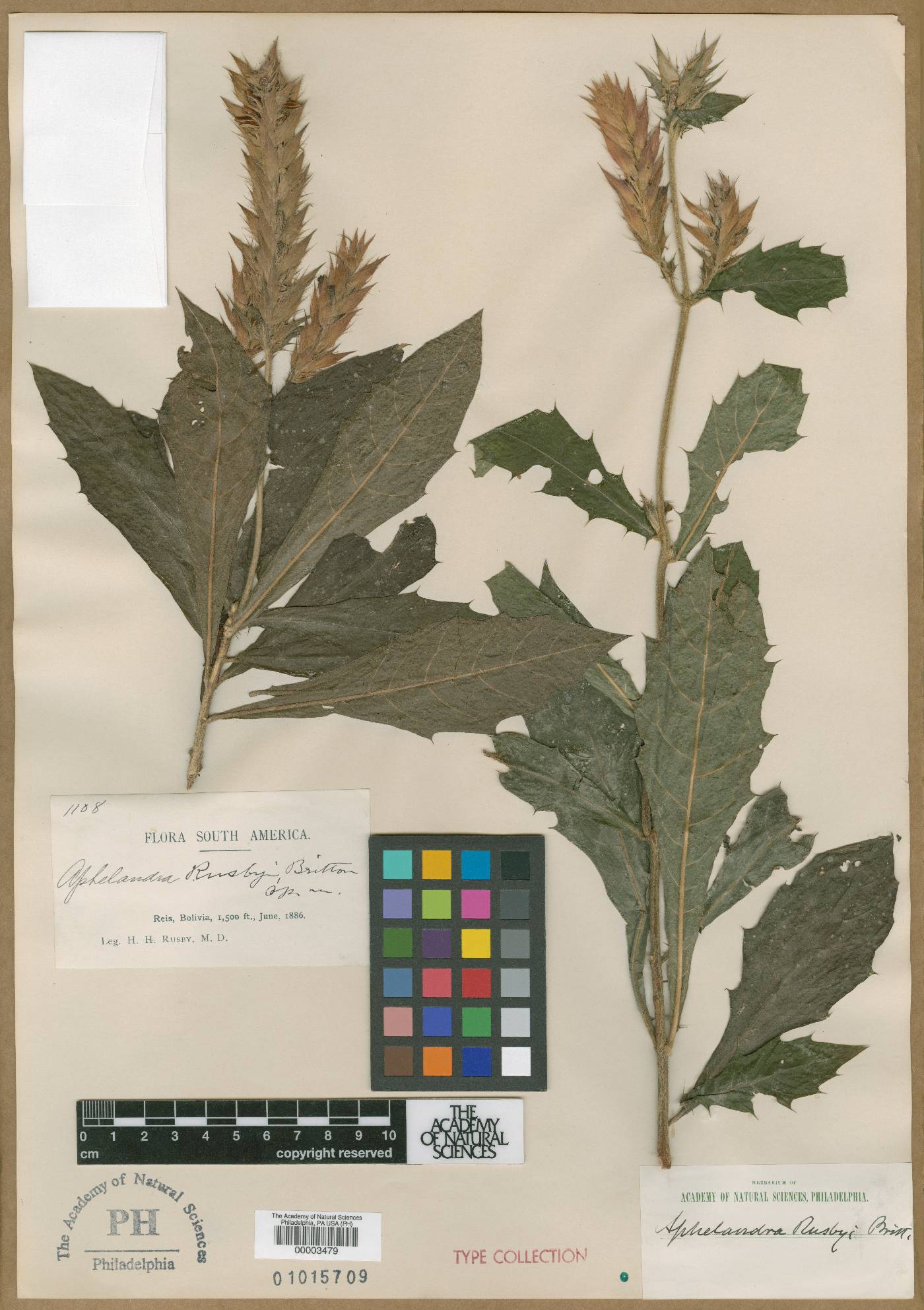 Aphelandra rusbyi image
