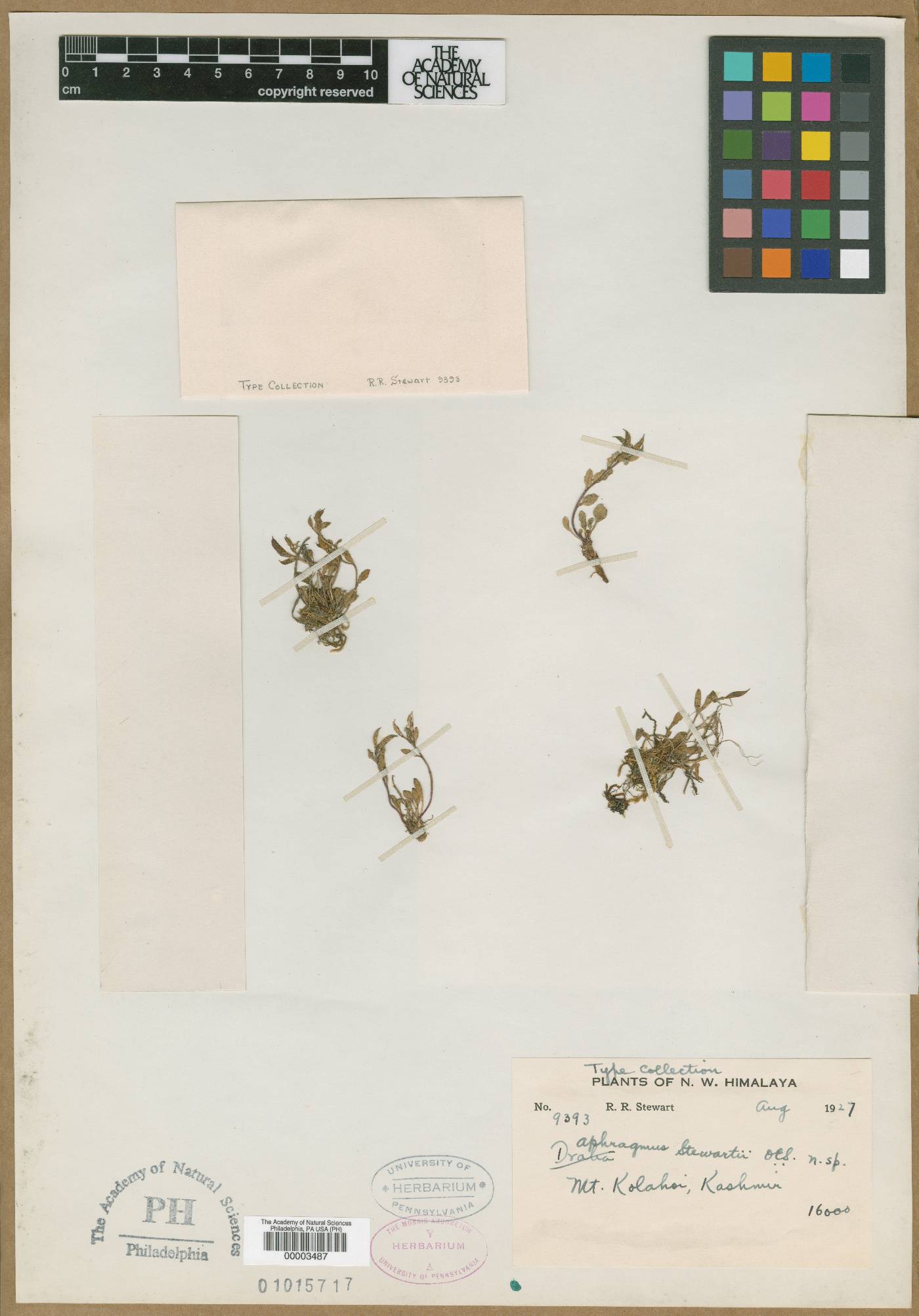 Aphragmus oxycarpus image