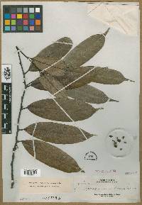 Image of Aporosa acuminatissima