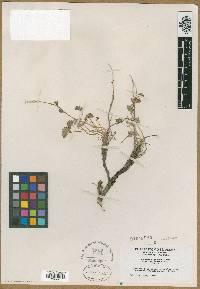 Aquilegia scopulorum subsp. perplexans image