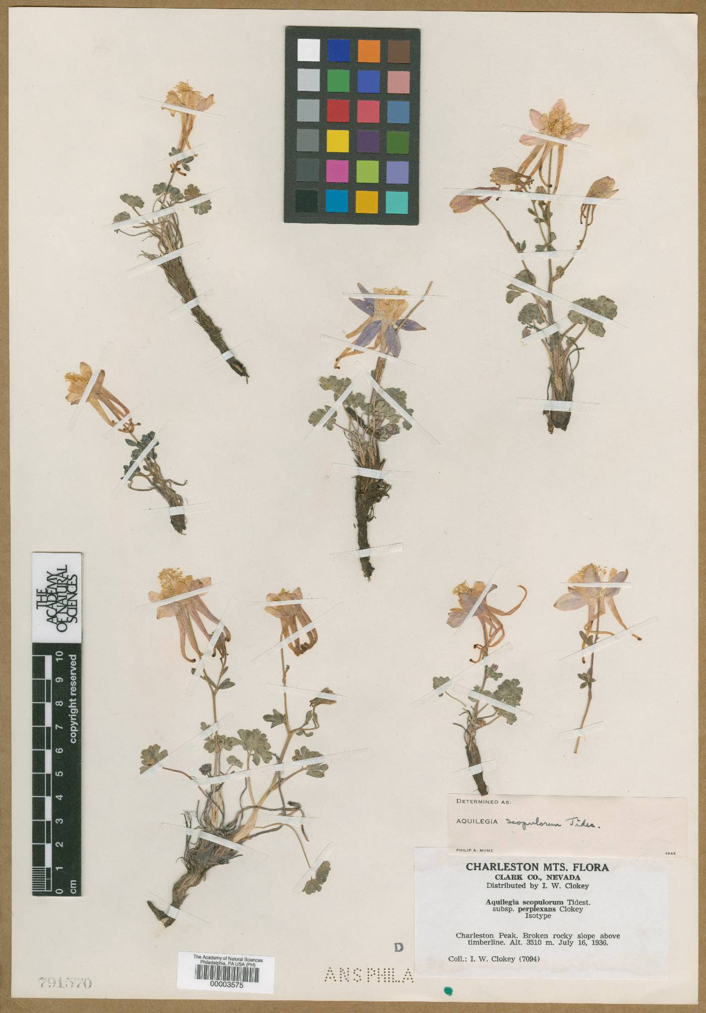 Aquilegia scopulorum subsp. perplexans image