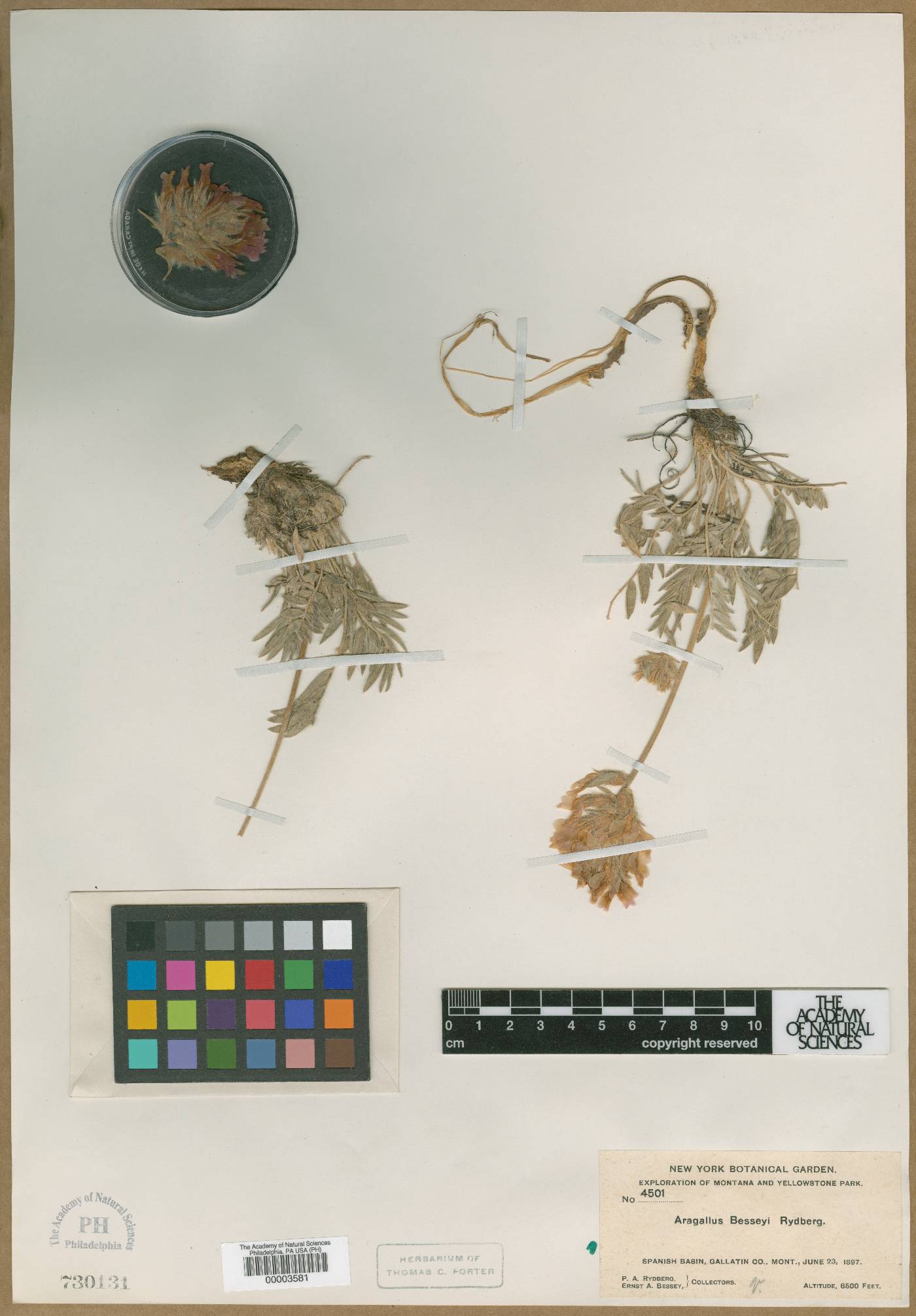 Aragallus besseyi image