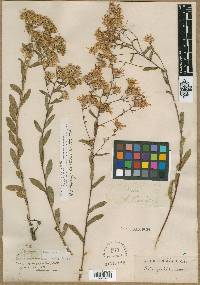 Aster gracilis image