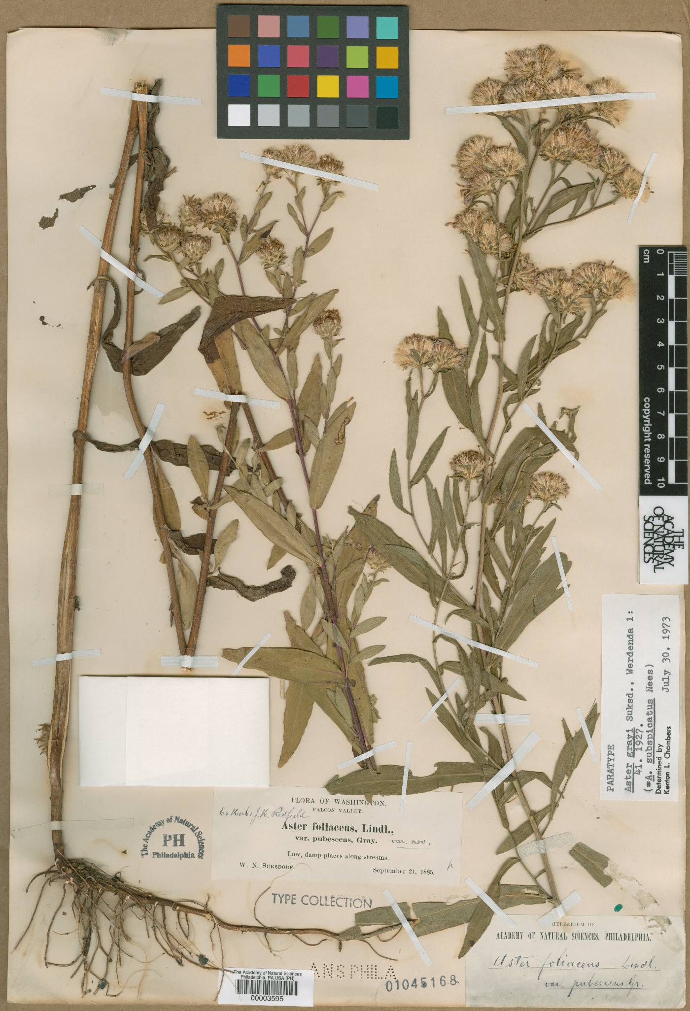 Aster grayi image