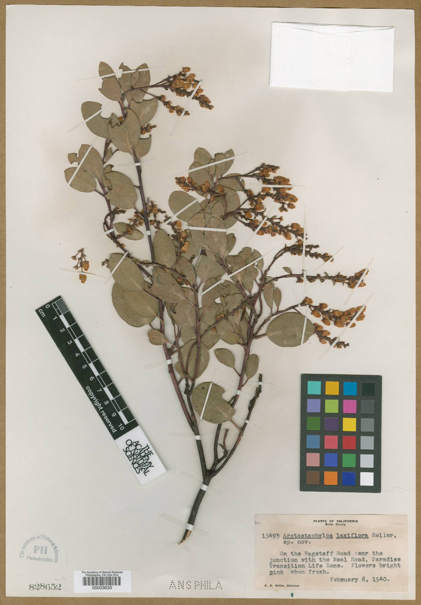 Arctostaphylos laxiflora image