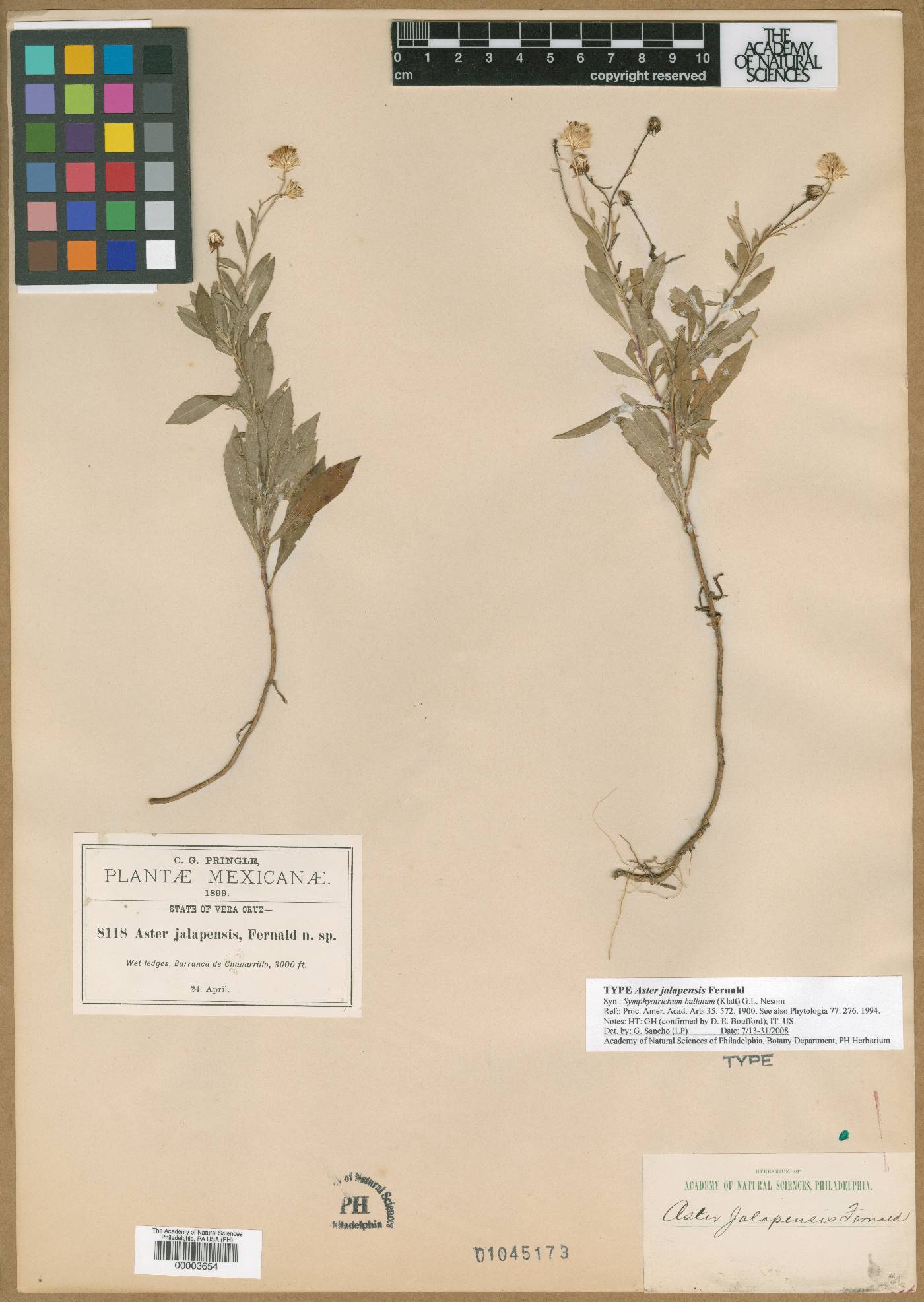 Symphyotrichum bullatum image