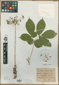 Aralia nudicaulis image