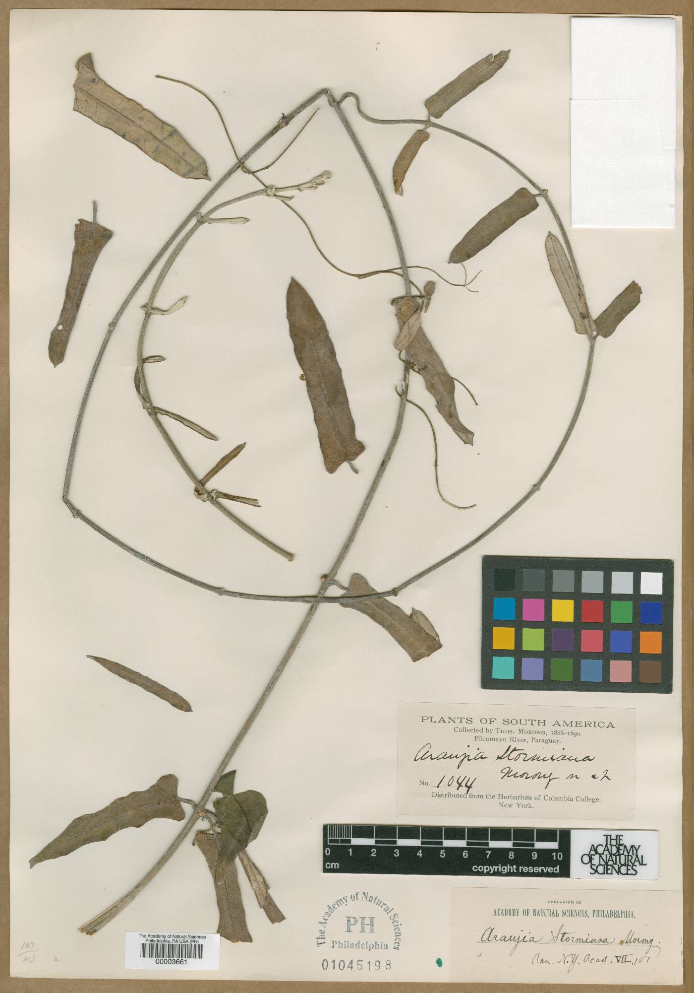 Araujia stormiana image