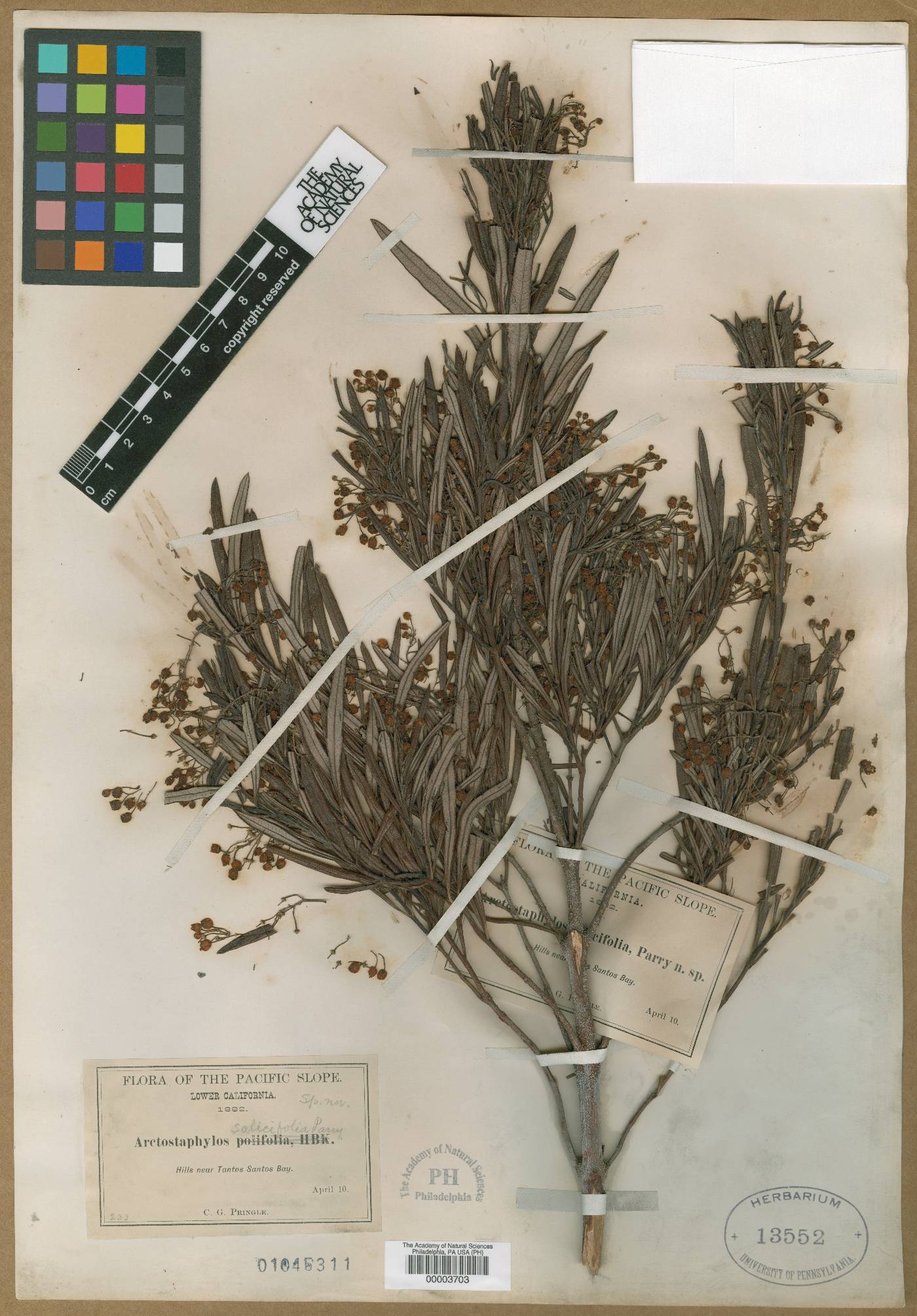 Ornithostaphylos oppositifolia image