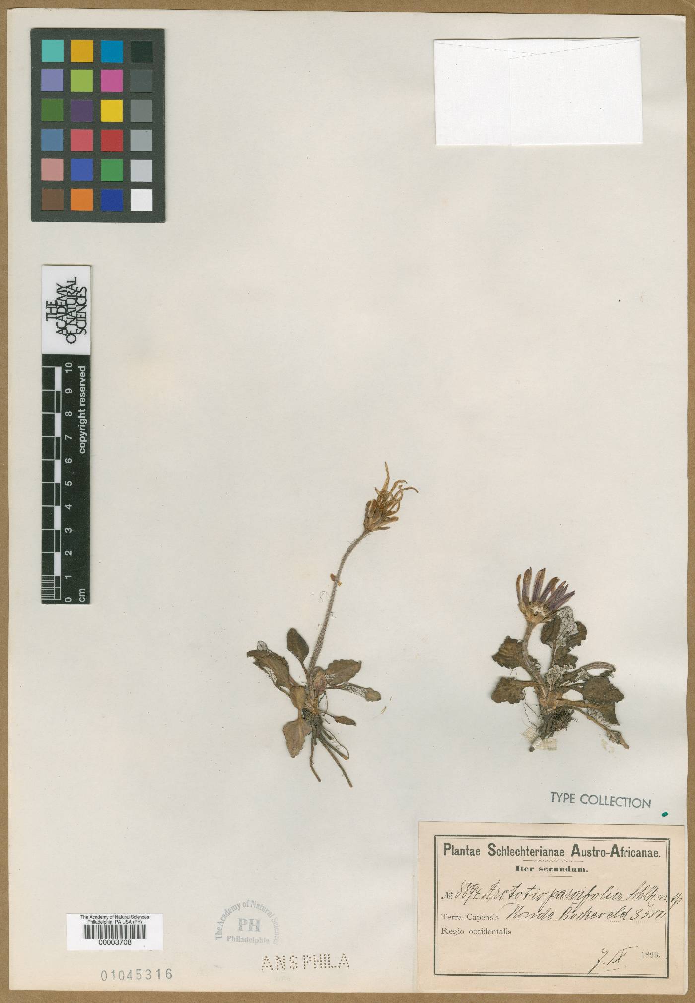 Haplocarpha parvifolia image