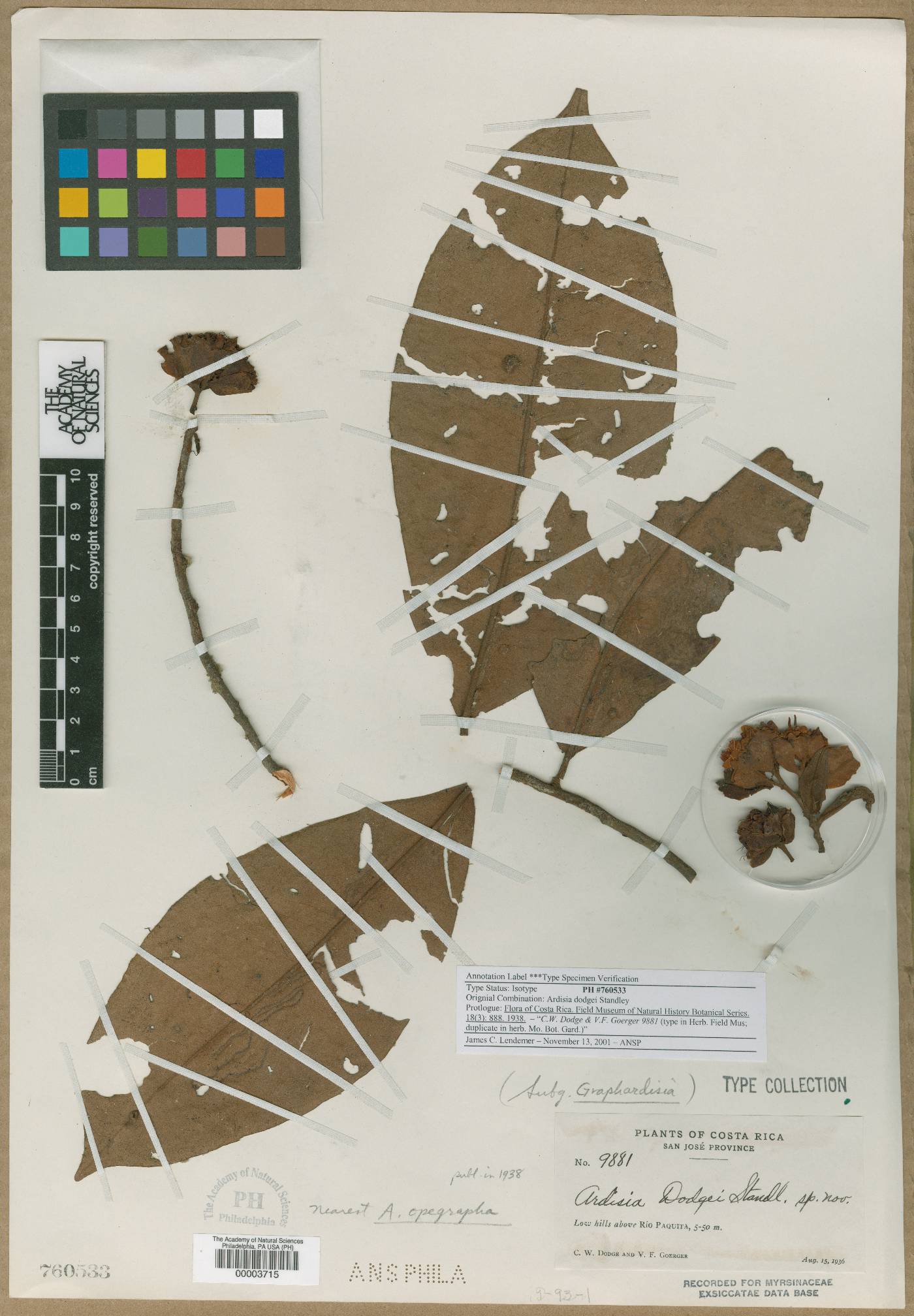 Ardisia dodgei image