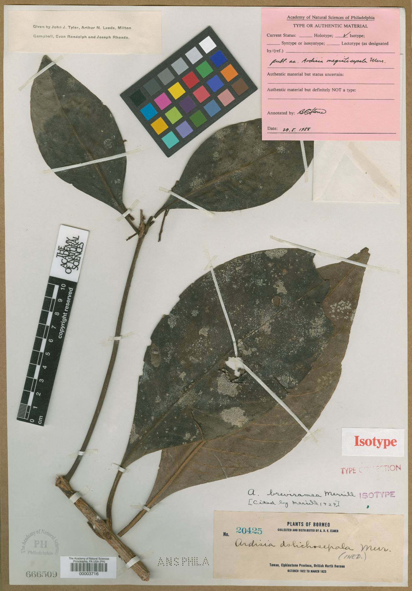 Ardisia breviramea image