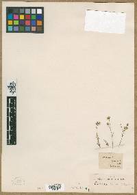 Media resource of Odontostemma barbata