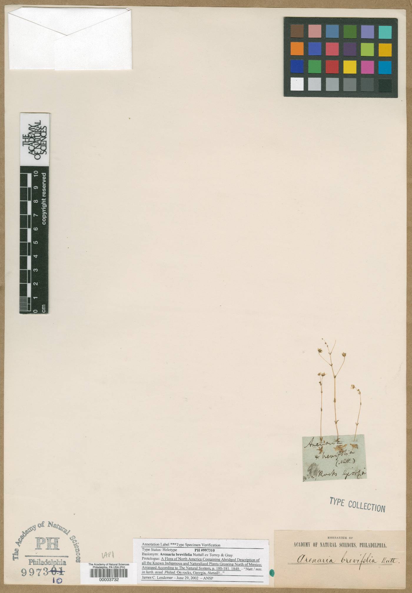 Arenaria brevifolia image