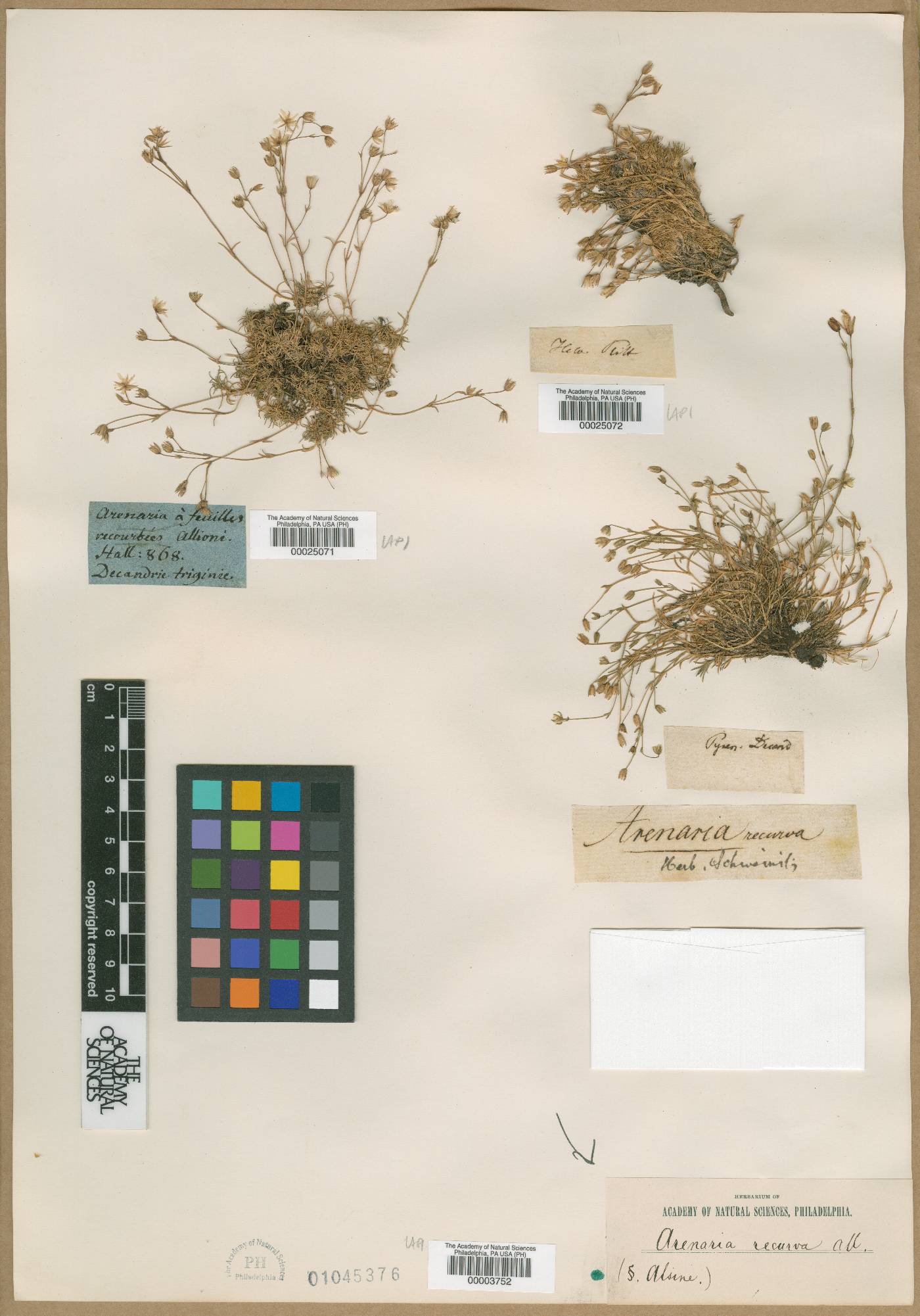 Arenaria recurva image