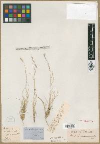 Aristida purpurea var. longiseta image