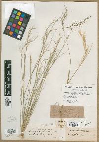 Aristida purpurascens image