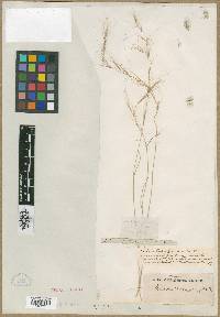 Aristida purpurea var. purpurea image