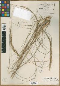 Aristida lanuginosa image