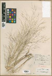 Aristida mexicana image