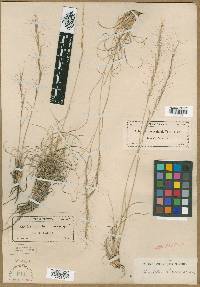 Aristida purpurea var. nealleyi image