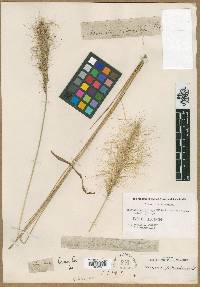 Aristida spiciformis image