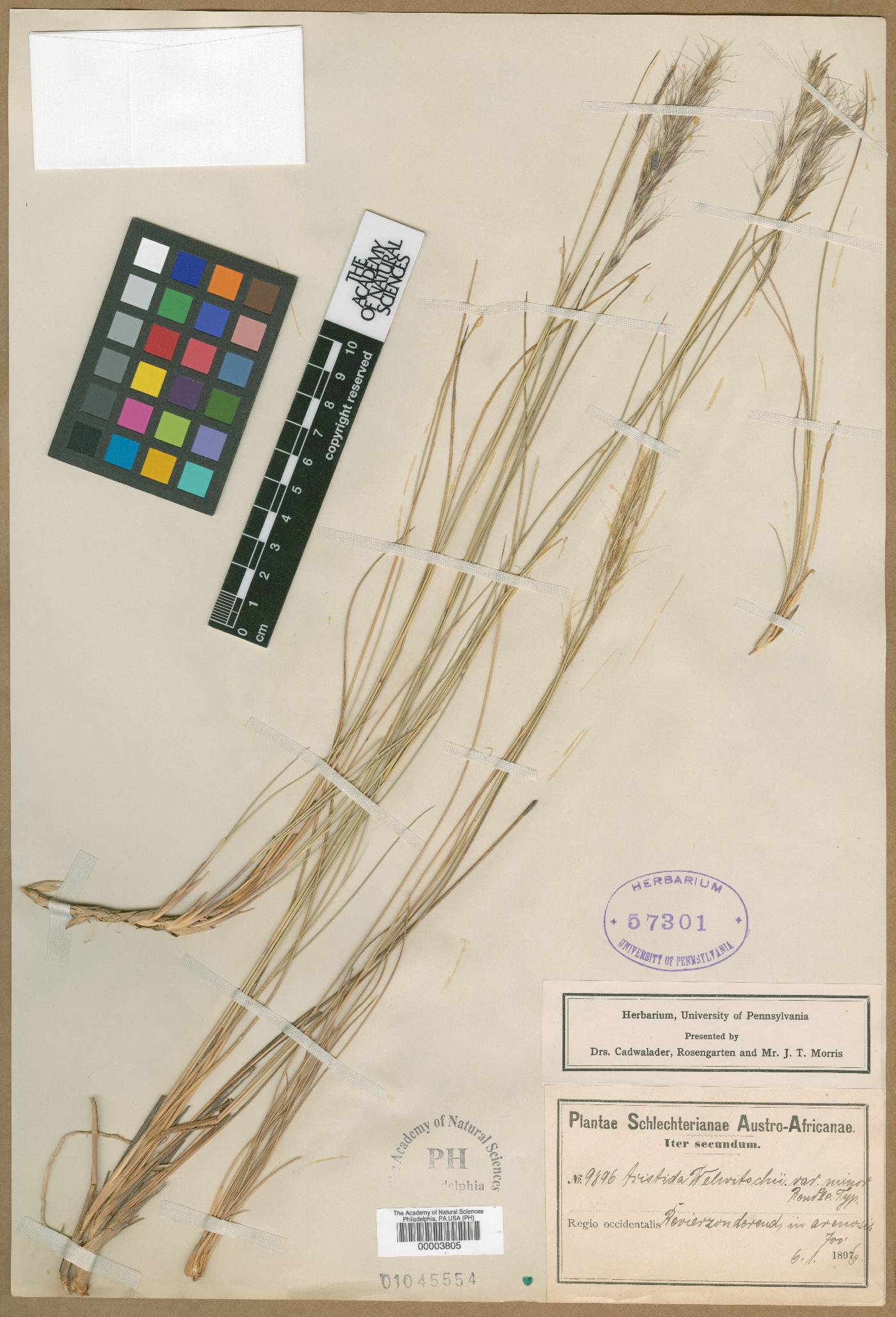 Aristida junciformis image